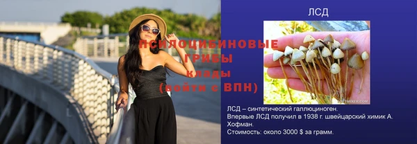прущие грибы Саяногорск